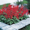 Salvia Coccinea Summer Jewel Red Scarlet Sage