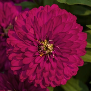 Zinnia Marylandica Zydeco Cherry Zinnia