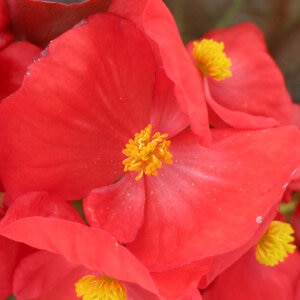 Begonia x semperflorens-cultorum Senator iQ Scarlet Bronze Leaf Begonia 18 Count Flat