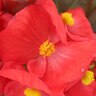 Begonia X Semperflorens-Cultorum Senator iQ Scarlet Bronze Leaf Begonia