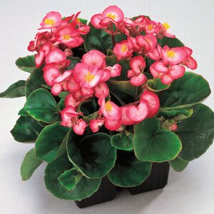 Begonia X Semperflorens Ambassador Rose Green Leaf Begonia