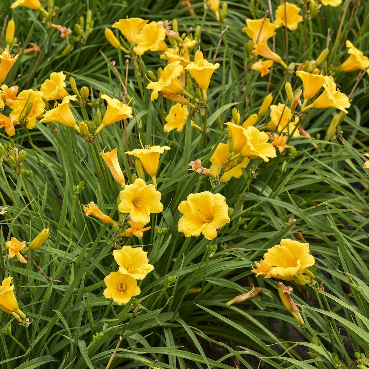 Hemerocallis x Stella de Oro Daylily SiteOne US