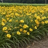 Hemerocallis X Stella de Oro Daylily