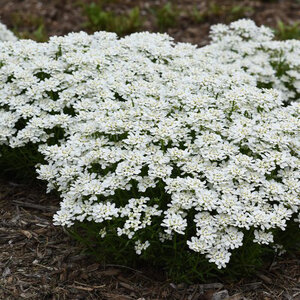 Iberis Sempervirens Snowsation Candytuft