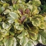 Ajuga Reptans Golden Glow Bugleweed