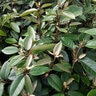 Elaeagnus X Ebbingei Eleador Silverberry