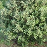 Elaeagnus X Ebbingei Eleador Silverberry