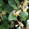 Elaeagnus X Ebbingei Eleador Silverberry