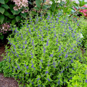 Caryopteris X Clandonensis Minigold Beekeeper Bloomin' Easy Bluebeard 2 gal. Container