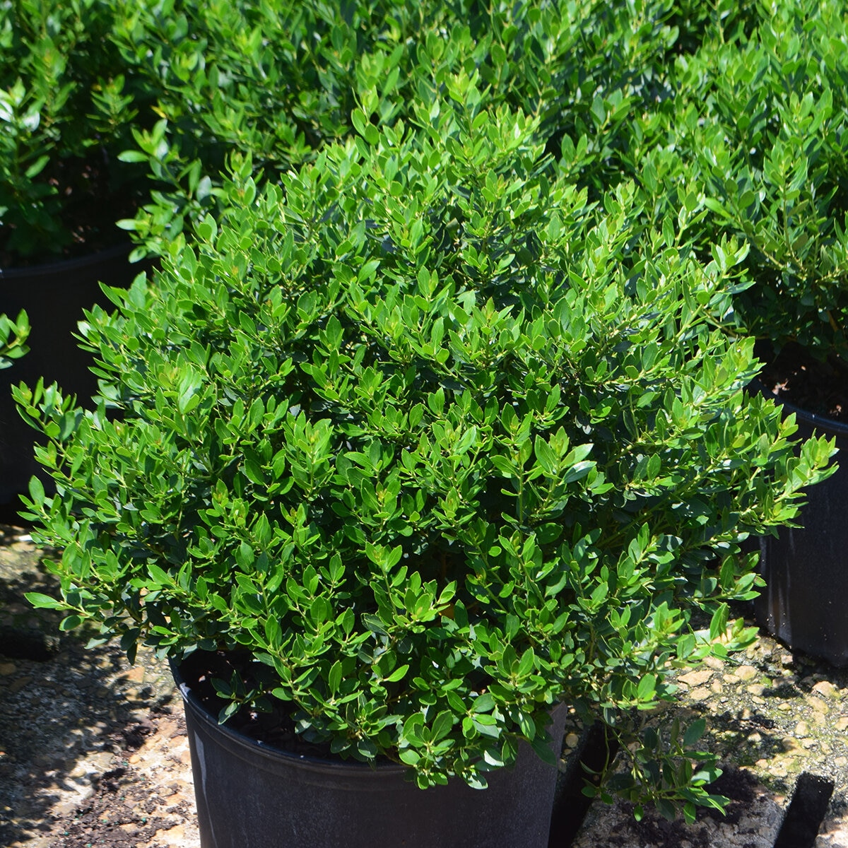 Ilex Glabra Forever Emerald Inkberry Holly | SiteOne