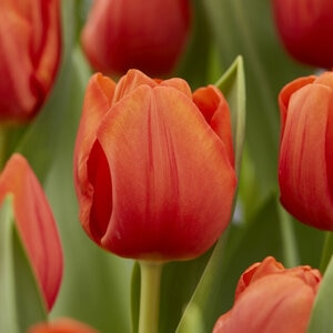 Tulipa Bulb Triumph Cadans Tulip