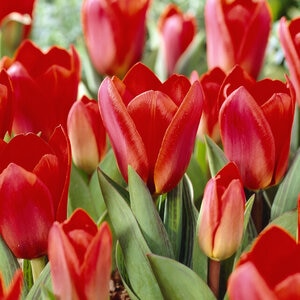 Tulipa Bulb Kaufmanniana Showwinner Tulip
