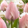 Tulipa Bulb Darwin Hybrid Salmon Van Eijk Tulip