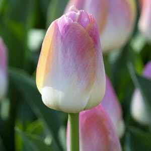 Tulipa Bulb Darwin Hybrid Kunyun Tulip