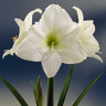 Hippeastrum Bulb Dutch Christmas Gift Amaryllis
