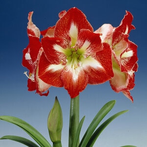 Hippeastrum Bulb Dutch Minerva Amaryllis 10 Count Bag