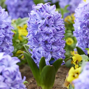 Hyacinthus Bulb Orientalis Aqua Hyacinth