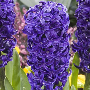 Hyacinthus Bulb Orientalis Blue Star Hyacinth