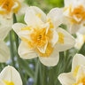 Narcissus Bulb Double Sweet Desire Daffodil