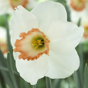 Narcissus Bulb Large Cup Best Pink Daffodil