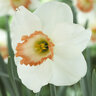 Narcissus Bulb Large Cup Best Pink Daffodil