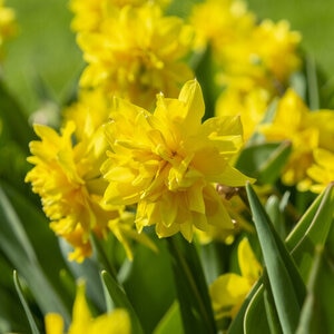 Narcissus Bulb Minature Tete de Luxe Daffodil
