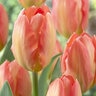 Tulipa Bulb Fosteriana Emperor Apricot Emperor Tulip