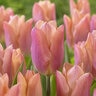 Tulipa Bulb Single Early Salmon Prince Tulip