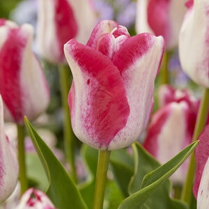 Tulipa Bulb Single Late Mata Hari Tulip