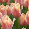 Tulipa Bulb Single Late Stunning Apricot Tulip