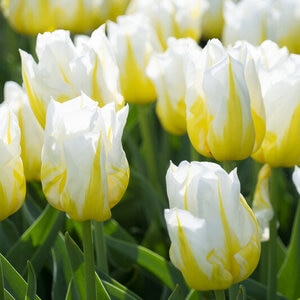 Tulipa BulB Triumph Bingo Tulip