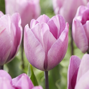 Tulipa Bulb Triumph Jacuzzi Tulip