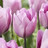 Tulipa Bulb Triumph Jacuzzi Tulip