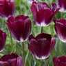 Tulipa Bulb Triumph Kansas Proud Tulip