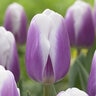 Tulipa Bulb Triumph Librije Tulip
