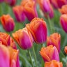 Tulipa Bulb Triumph Orange Dynasty Tulip