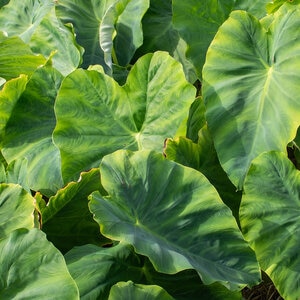 Colocasia Bulb Esculenta Elephant Ears 11/13