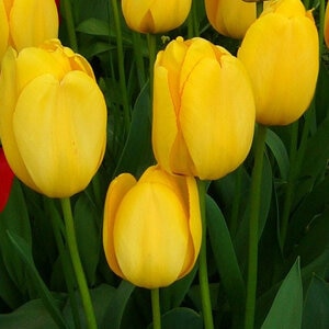 Tulipa Bulb Darwin Hybrid Golden Parade Tulip