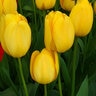 Tulipa Bulb Darwin Hybrid Golden Parade Tulip