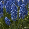 Muscari Bulb Armeniacum Grape Hyacinth