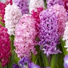 Hyacinthus Bulb Orientalis The Pinks Mixture Hyacinth