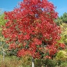 Aesculus Glabra Early Glow Buckeye