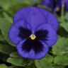 Viola X Wittrockiana Spring Matrix Blue Blotch Pansy