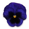 Viola X Wittrockiana Spring Matrix Blue Blotch Pansy