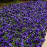 Viola X Wittrockiana Spring Matrix Blue Blotch Pansy