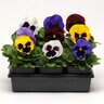 Viola X Wittrockiana Spring Matrix Blotch Mixture Pansy