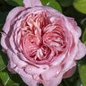 Rosa X Romantica Ball Gown Hybrid Tea Rose