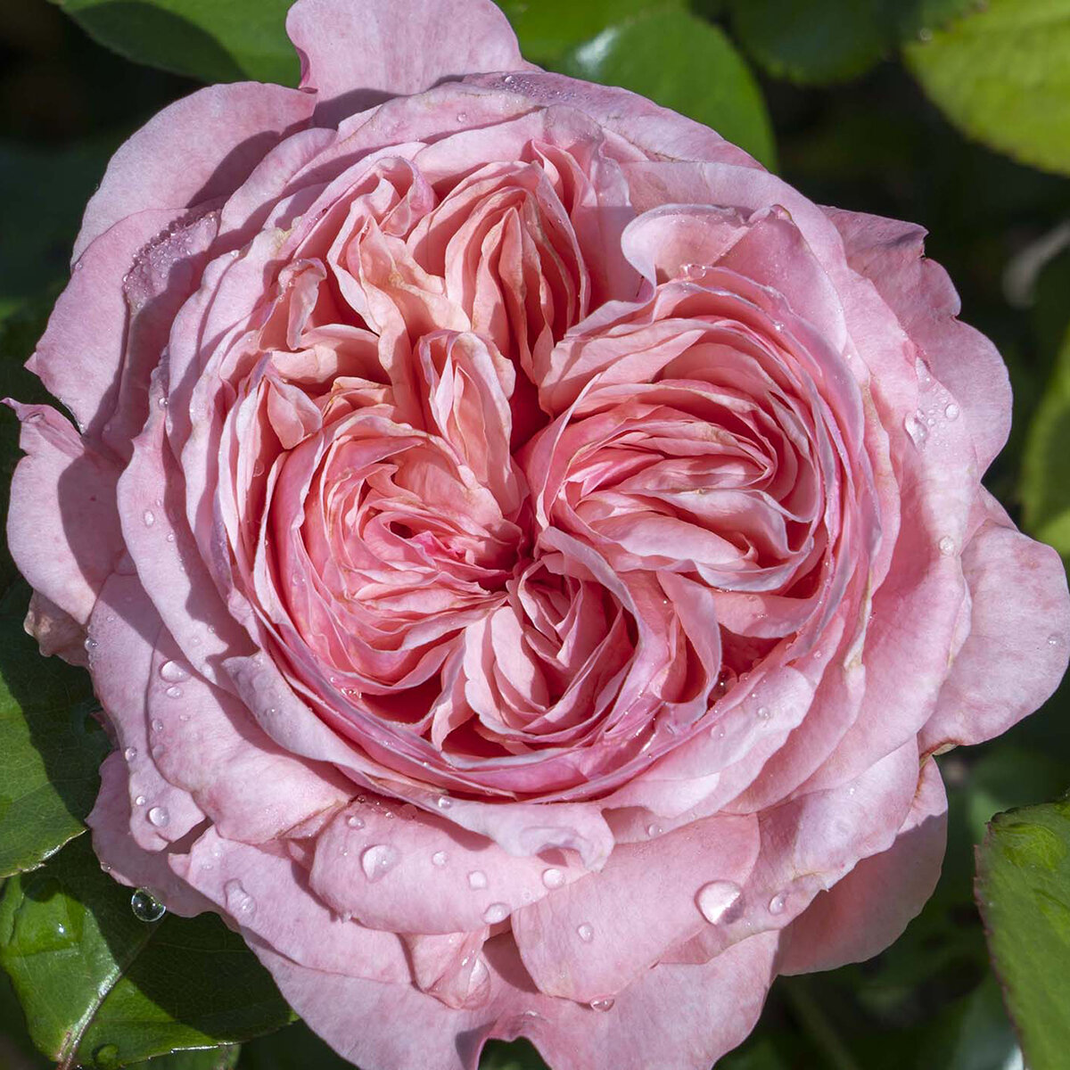 Rosa X Romantica Ball Gown Hybrid Tea Rose | SiteOne US