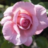Rosa X Romantica Ball Gown Hybrid Tea Rose