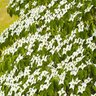 Cornus Kousa Square Dance Chinese Dogwood